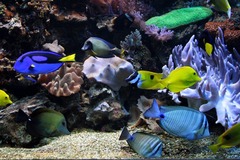 Killikus&reg; Fotographie